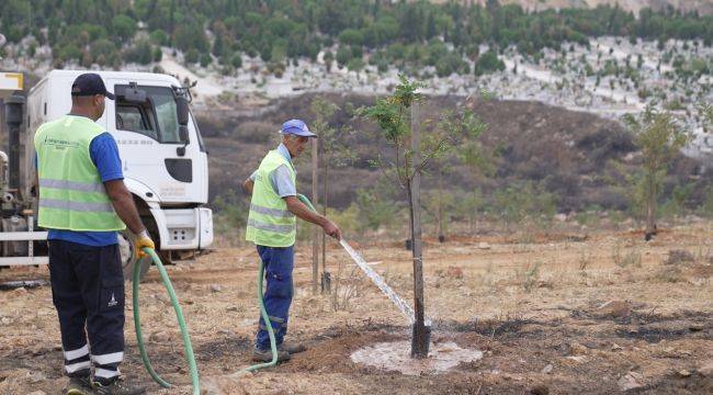 İzmir’in dağlarında çiçekler açtı 